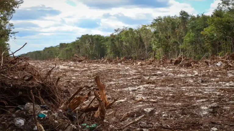 Selva Maya de Quintana Roo afectada por procesos de deforestación y cambio de uso de suelo