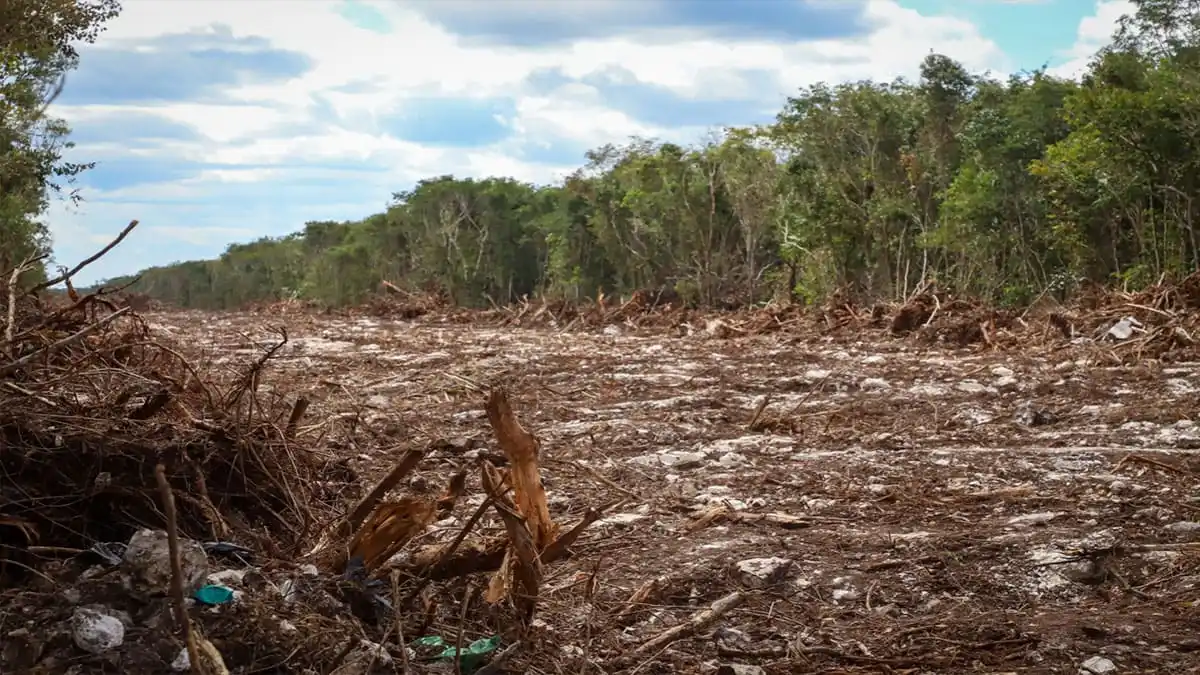 Selva Maya de Quintana Roo afectada por procesos de deforestación y cambio de uso de suelo